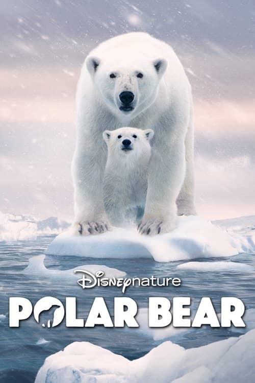 Kutup Ayısı izle